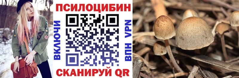 Псилоцибиновые грибы MAGIC MUSHROOMS  маркетплейс какой сайт  Гвардейск  omg ссылка 